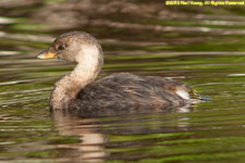 pied-billed grebe