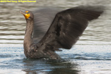 cormorant