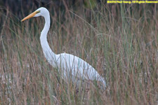 great white heron