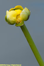 pond lily