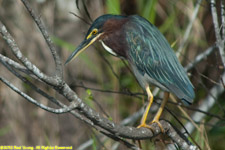 green heron