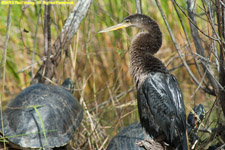 anhinga and turtles