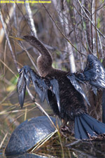 wet anhinga and turtle