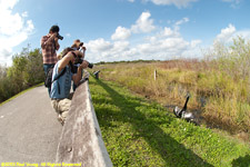 anhinga trail