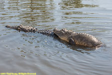gators