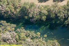 manatees at Blue Spring