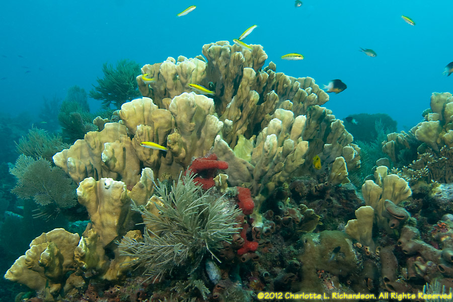 Molasses Reef Photo Gallery