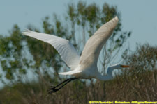 great white heron