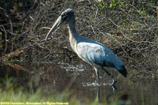 wood stork