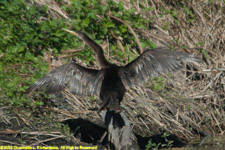 anhinga