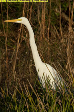 gret white heron