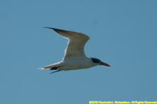 tern