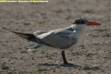 tern