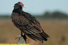 turkey vulture