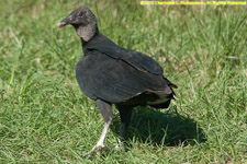 black vulture