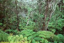 rain forest