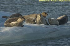 seals