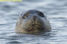 seal swimming