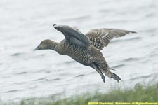 felamle eider duck  in flight