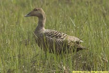 female eider duck on nest