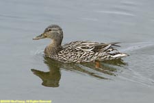 female teal