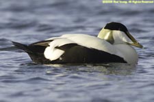 male eider duck