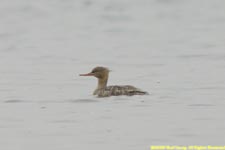 female red-breasted merganser