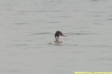 male red-breasted merganser