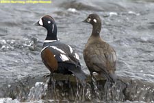 pair of harlequin ducks