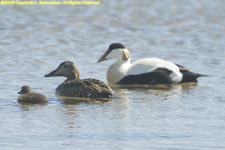 eider duck family