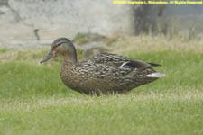 female mallard duck