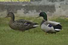 pair of mallard ducks