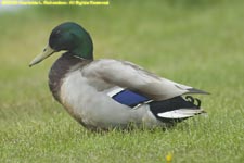 male mallard duck