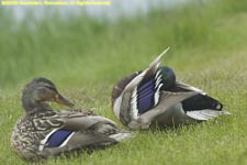 pair of mallard ducks