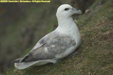 fulmar