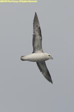 fulmar in flight