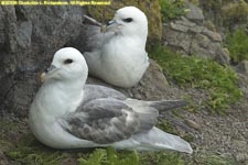 two fulmars