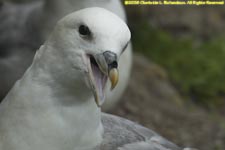 fulmar portrait