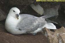 fulmar