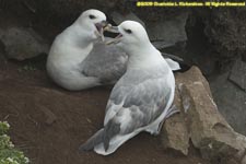 two fulmars