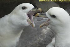 two fulmars sparring