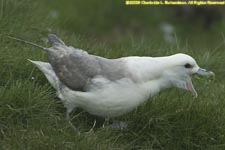 fulmar on grass