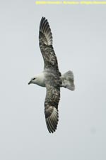 fulmar in flight