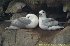 two fulmars