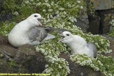 two fulmars on nests