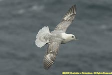 fulmar in flight