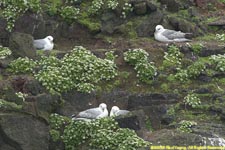 fulmar nests