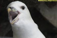 fulmar portrait