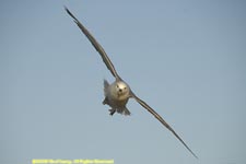 fulmar in flight