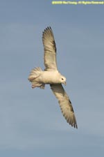 fulmar in flight